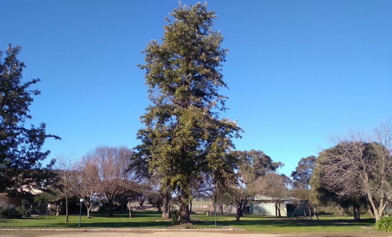 Allonville Gardens Motel Wagga Wagga Eksteriør bilde